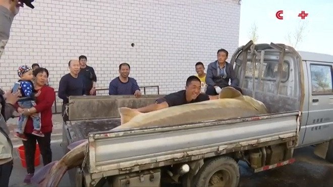 Cụ cá tầm 100 tuổi khổng lồ mắc lưới ngư dân Trung Quốc