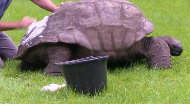 Cụ rùa già nhất thế giới có thể đồng tính