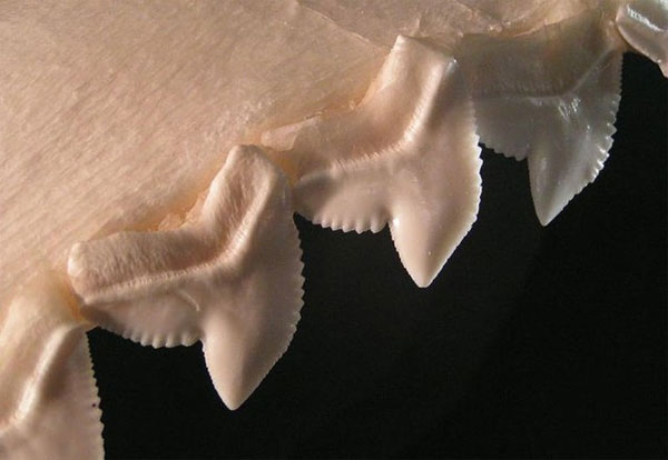 Cưa điện làm từ răng cá mập: Cỗ máy siêu sắc bén