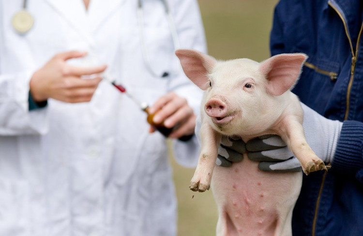 Cuba chuẩn bị sản xuất hàng loạt vaccine chống bệnh tả lợn châu Phi