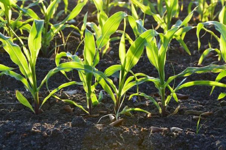 Đá silicat giúp tăng sản lượng cây trồng và hạn chế phát thải khí CO2