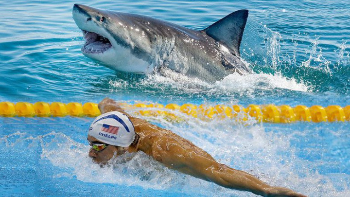 Đặc điểm giúp cá mập trắng đánh bại kình ngư Michael Phelps