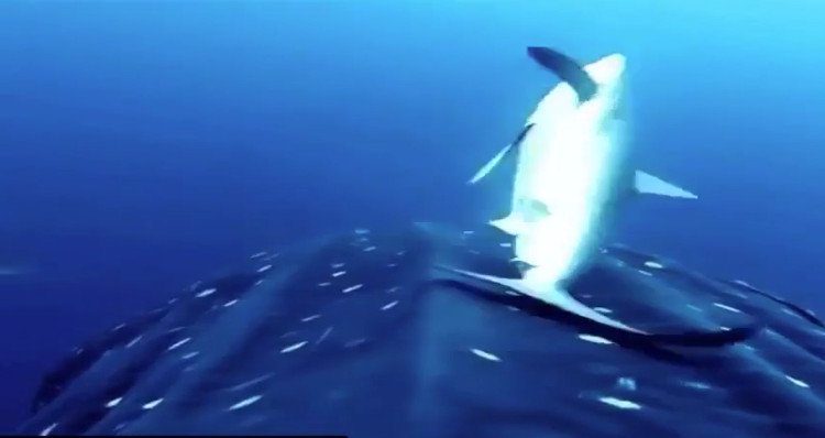 Đàn cá mập lụa áp sát cá mập voi để cọ lưng