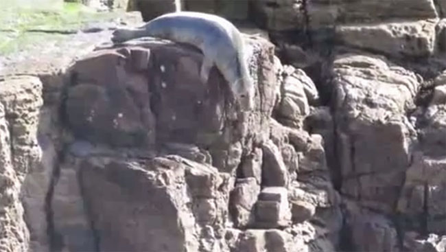 Đàn hải cẩu lao xuống vách đá vì sợ người
