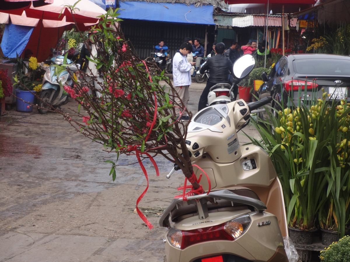 Đào khoe sắc ở chợ hoa Tết nổi tiếng nhất Hà Nội
