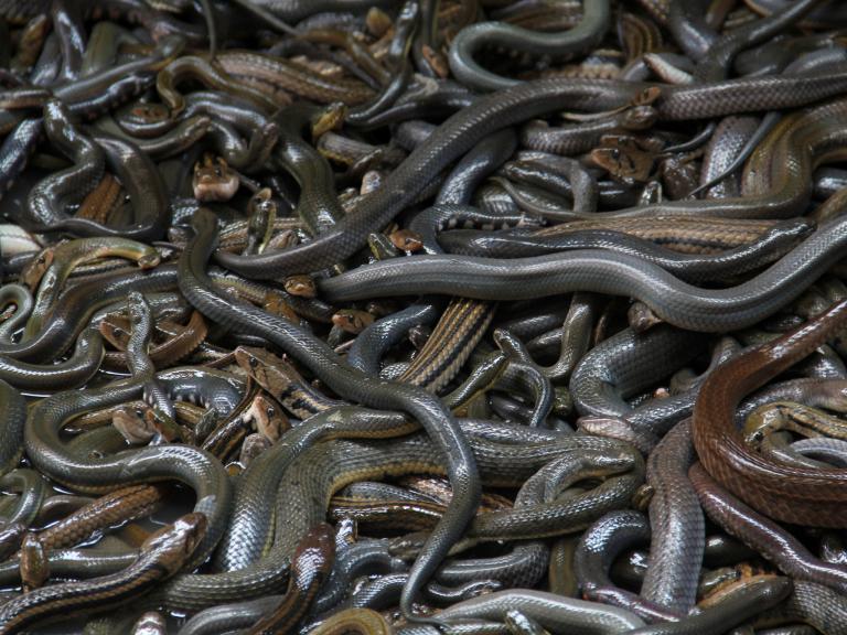 Đảo rắn Brazil - nơi kinh hoàng nhất thế giới