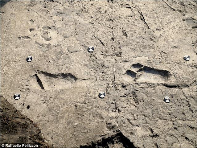 Dấu chân người tiền sử 3,6 triệu năm tiết lộ nhiều bí mật