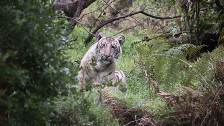 Đây là con hổ trắng đặc biệt nhất hành tinh, cả thế giới chỉ có một con