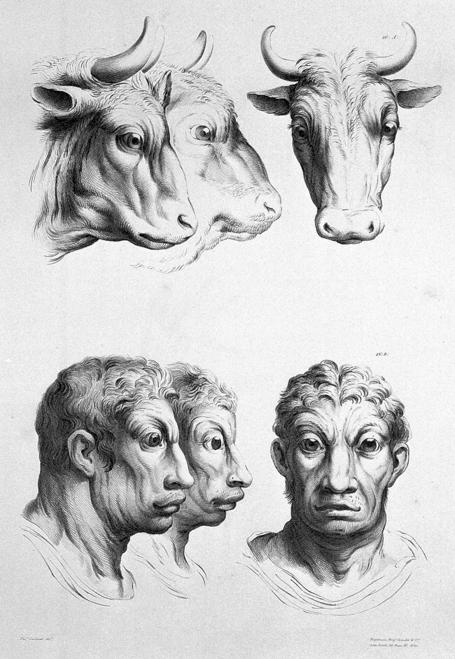 Đây là khuôn mặt của con người nếu được tiến hóa từ những loài vật khác mà không phải là vượn!