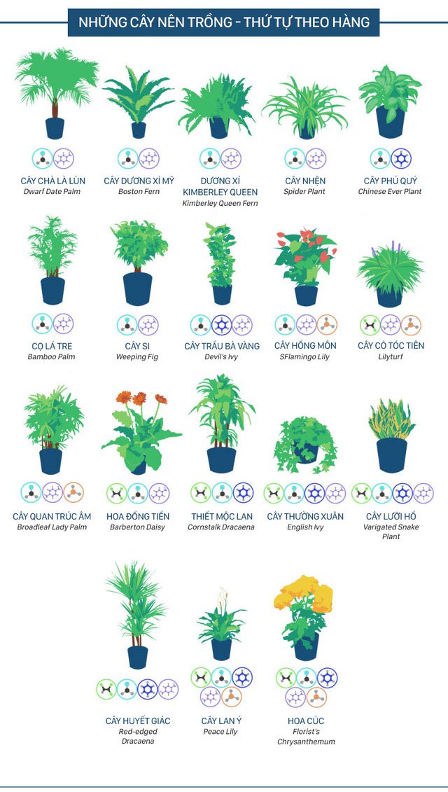 Đây là những cây mà NASA khuyên bạn nên trồng trong nhà