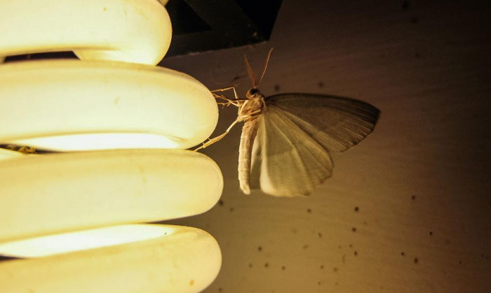 Đèn LED màu nóng ít thu hút muỗi hơn so với đèn màu lạnh