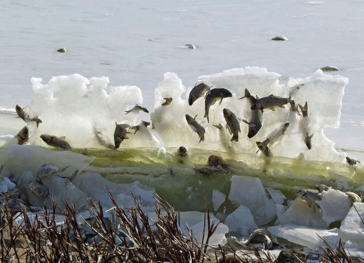Đến lượt cả đàn cá đóng băng trên không trung vì quá lạnh