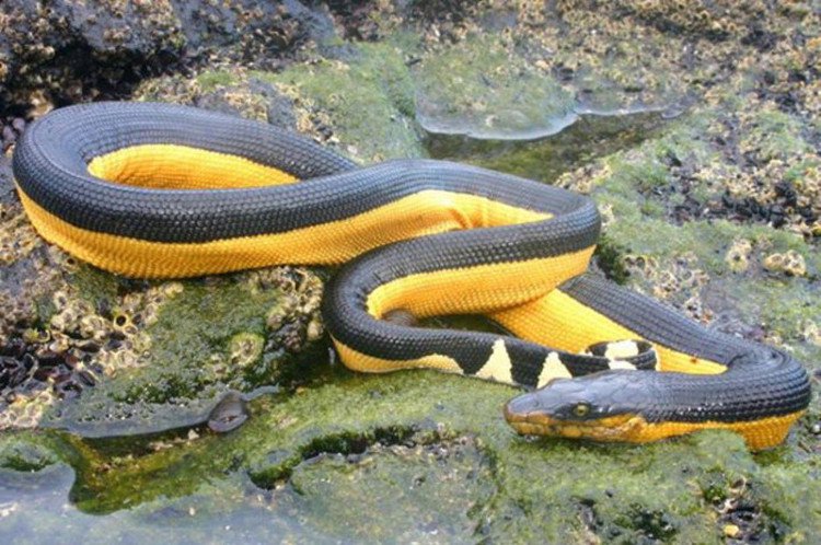 Điều kỳ dị này đã giúp rắn biển không uống nước 6 - 7 tháng vẫn sống nhăn răng