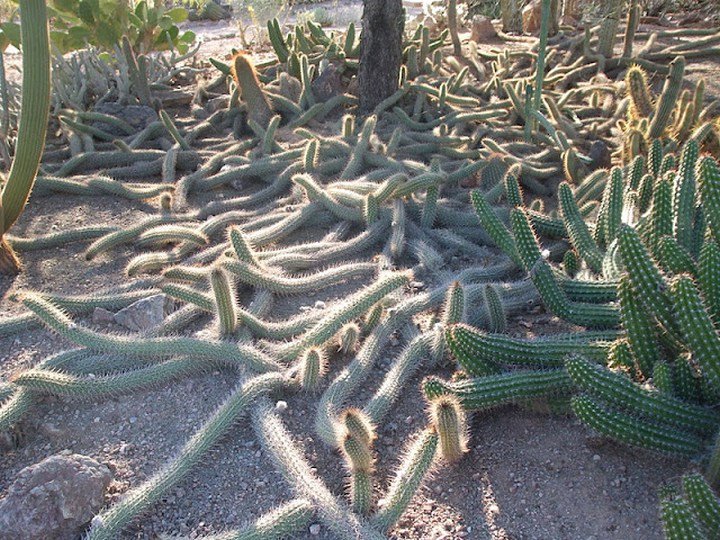 Độc đáo loài xương rồng tự chết để tiếp tục tồn tại và lan rộng khắp sa mạc