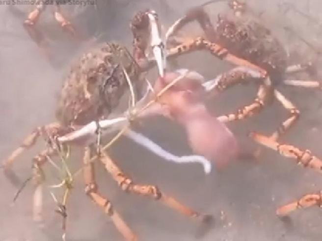Đội quân cua nhện xé xác bạch tuộc dưới đáy biển