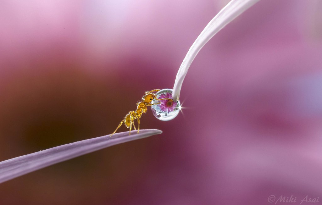 Đứng hình với bộ ảnh đẹp long lanh: Giọt sương và con kiến