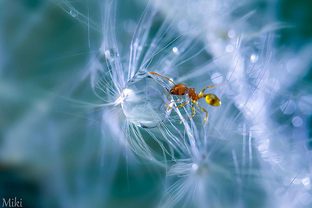 Đứng hình với bộ ảnh đẹp long lanh: Giọt sương và con kiến
