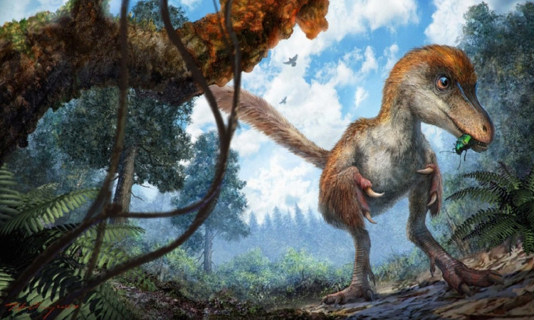 Đuôi khủng long còn nguyên lông trong khối hổ phách 99 triệu năm