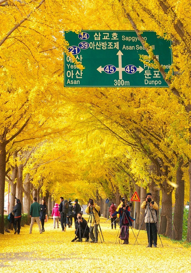 Đường cây rẻ quạt đẹp như trong phim ở Hàn Quốc
