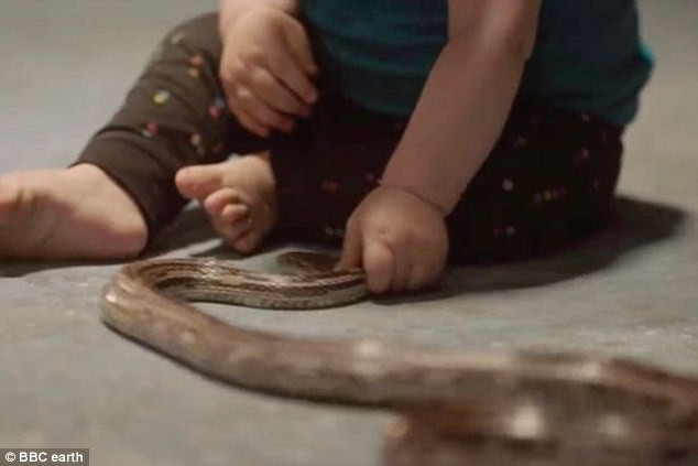 Em bé một mình chơi đùa với rắn và lời giải khoa học đằng sau đó