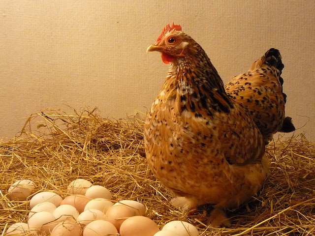 Gà vô sinh có khả năng “đẻ thuê” trứng