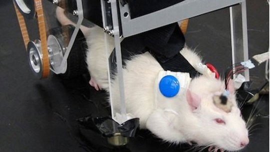 Gặp gỡ RatCar, một xe Robot Nhật Bản kiểm soát bởi não bộ của chuột