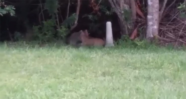 Gấu mèo mẹ kịch chiến với linh miêu