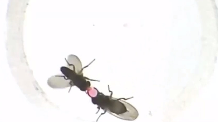 Gene khiến ruồi đực nôn quà cưới cho ruồi cái