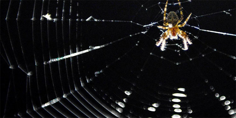 Ghé thăm căn phòng ác mộng nơi 10.000 con nhện chung sống
