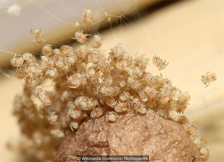 Ghé thăm căn phòng ác mộng nơi 10.000 con nhện chung sống