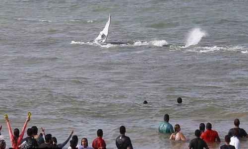 Giải cứu cá voi lưng gù 7 tấn mắc cạn trên bãi biển Brazil