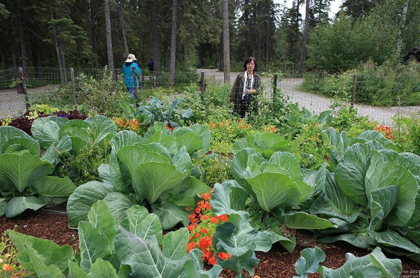 Giải mã bí ẩn Alaska - Vùng đất của rau củ quả khổng lồ