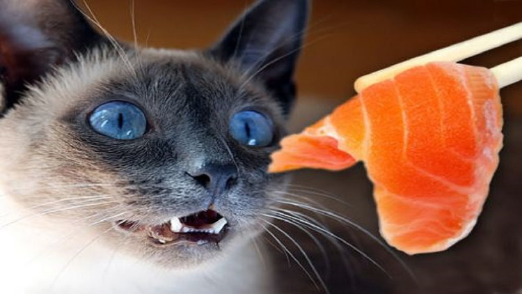 Giải mã bí ẩn: Có thực là mèo thích ăn cá?