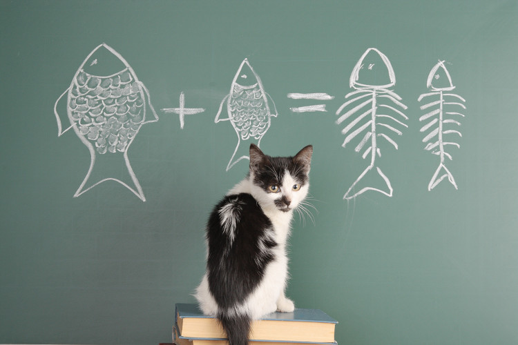Giải mã bí ẩn: Có thực là mèo thích ăn cá?