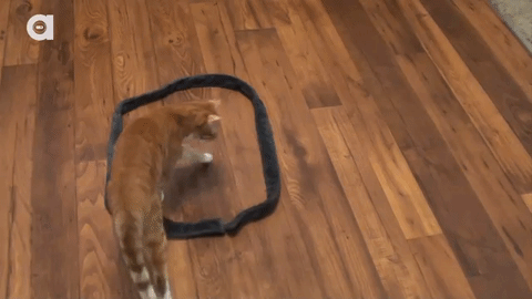 Giải mã bí ẩn: Vì sao lũ mèo rất thích ngồi trong vòng tròn?