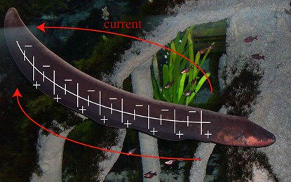 Giải mã cơ chế phóng điện giết con mồi của thủy quái Amazon