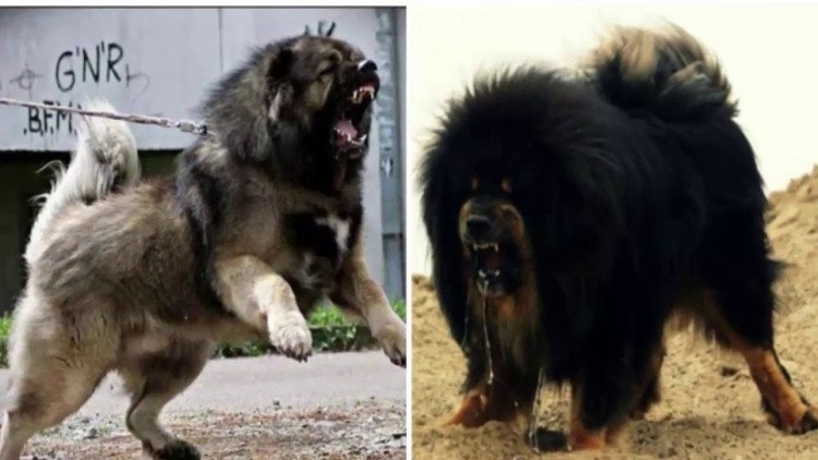 Giống chó có “cú cắn sư tử” mạnh hơn cả chó ngao Tây Tạng