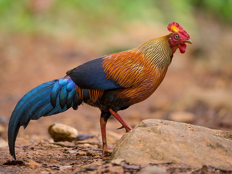 Giống gà đặc hữu của Sri Lanka khiến các “đại gia phát cuồng”