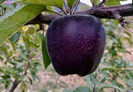 Giống táo kim cương đen siêu độc, sản phẩm độc đáo mùa Halloween