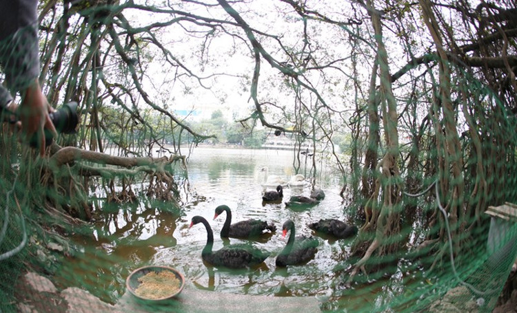 Hà Nội: Bất ngờ xuất hiện đàn chim lạ bơi tung tăng giữa Hồ Gươm
