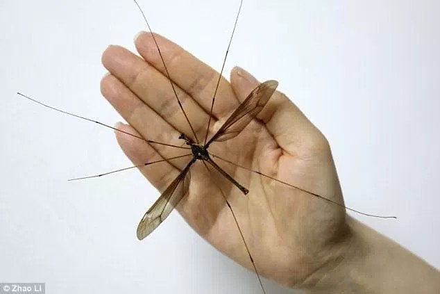Hãi hùng muỗi to hơn bàn tay ở Trung Quốc