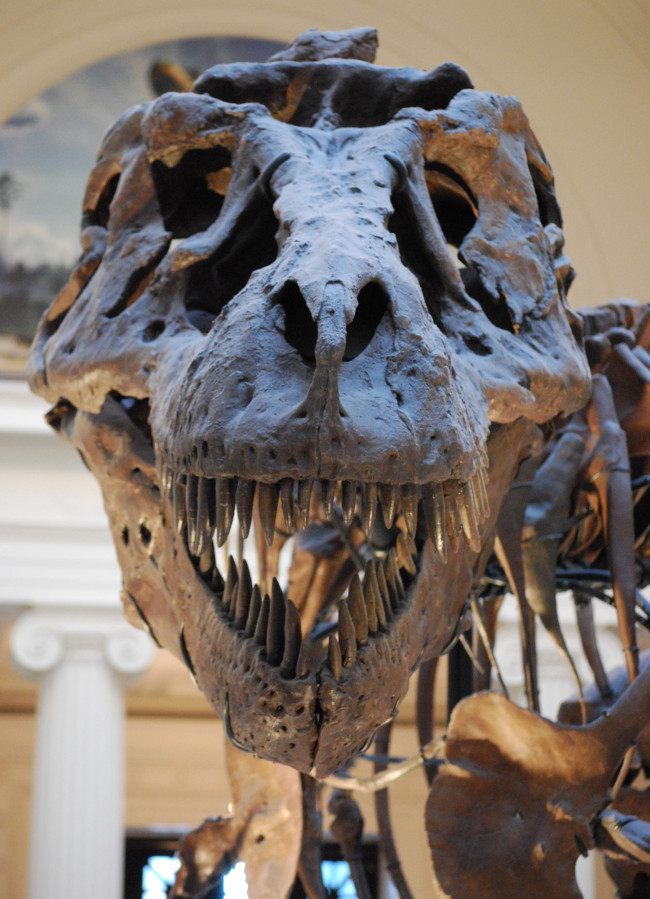 Hàm răng khủng long bạo chúa khiến giới khoa học bối rối