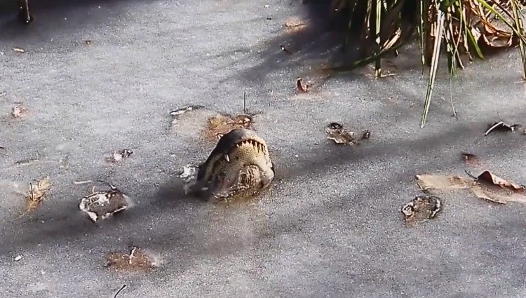 Hàng loạt cá sấu ngóc đầu giữa hồ nước đóng băng