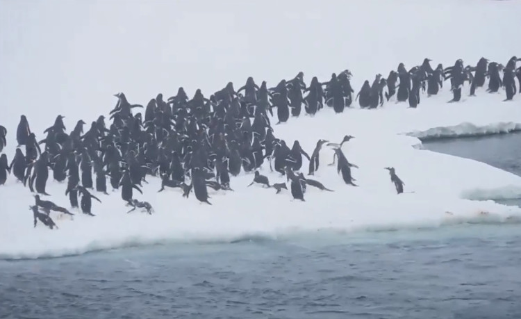 Hàng nghìn chim cánh cụt phi thân lên mặt băng ở Nam Cực