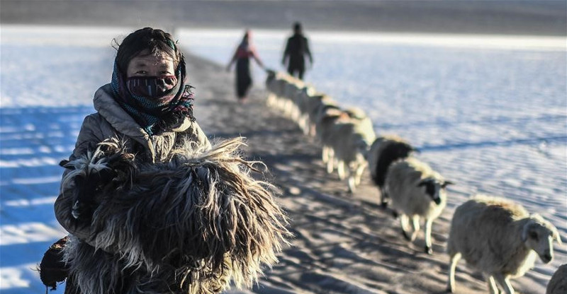 Hàng nghìn con cừu di cư qua mặt hồ cao nhất thế giới