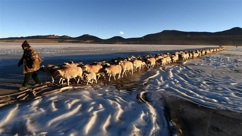 Hàng nghìn con cừu di cư qua mặt hồ cao nhất thế giới