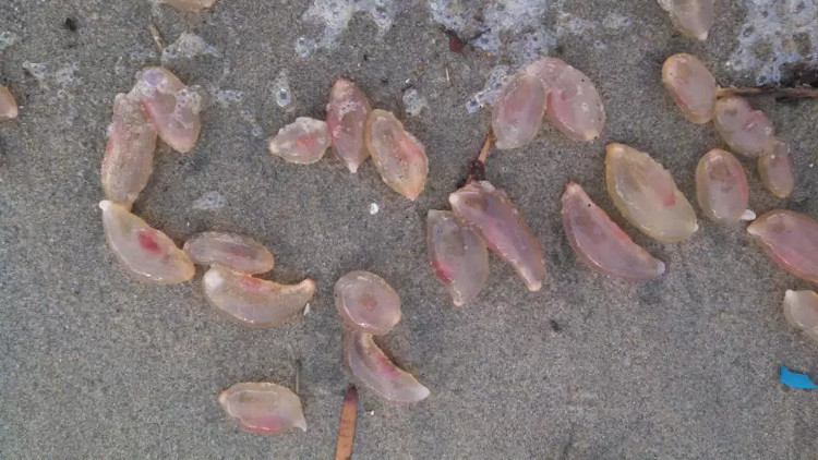 Hàng nghìn sinh vật lạ giống thạch dẻo dạt vào bờ biển California