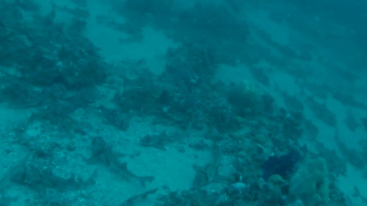 Hàng trăm con cá mập nằm cạnh nhau dưới đáy biển Australia