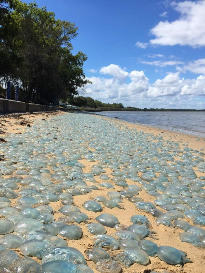 Hàng trăm nghìn sứa xanh mắc cạn ở Australia