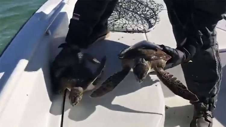 Hàng trăm rùa biển sốc lạnh trôi bất động dưới nước